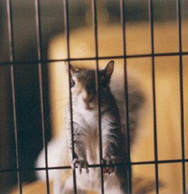 sugar bush squirrel as a prisoner of war