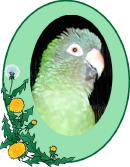 Hi, I'm Rio de J'Parrot