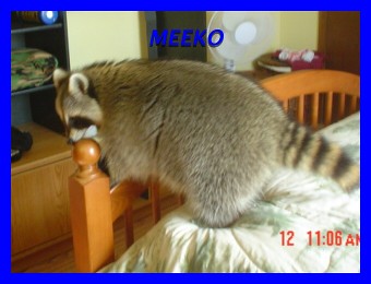 Meeko the Raccoon
