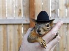 Baby Earl the Cowboy Squirrel