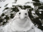 Baby Earl's Snowsquirrel