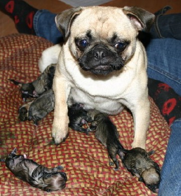 Cleo and puppies with Angie
