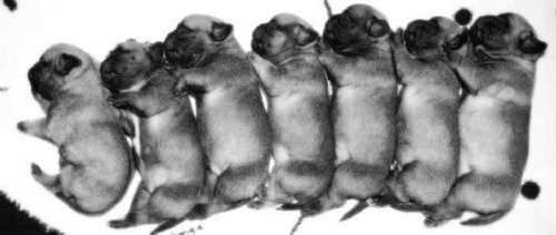 Cleo's 7 puppies