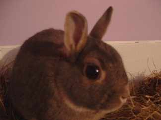 Sooty the Rabbit