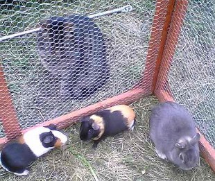 Tigger the Cat, Princess & Angel Guinea Pigs