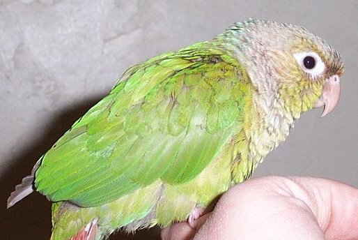 Shamus the Cinnamon Green Cheek Conure