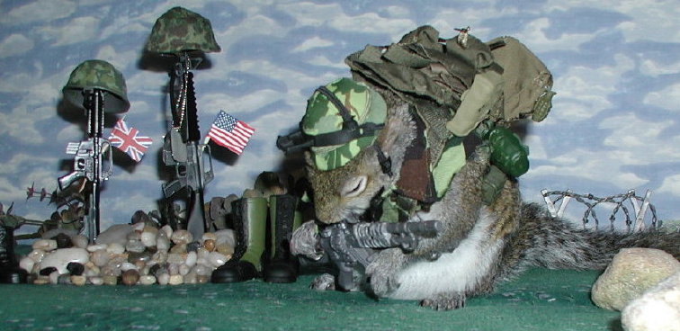 Sugar Bush Squirrel prays for the troops